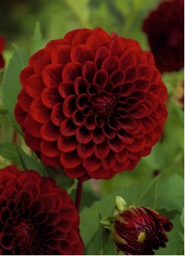 Dalia Hol. Cornel 50cm "CC40"