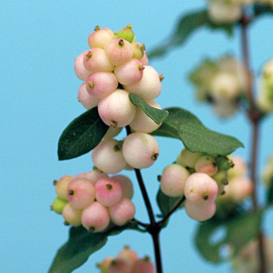 Symphocarpos Magical Autumn Blush 40cm