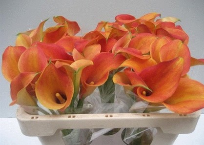 Calla Captain Brunello 40cm Nj.