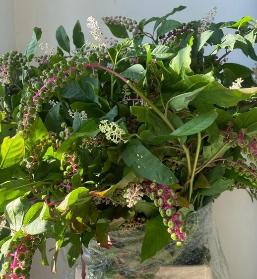 Phitolacca Italia 70cm 300gr