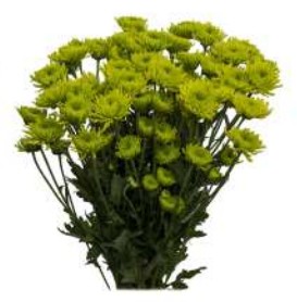 Margarita Col. Green Coqueta