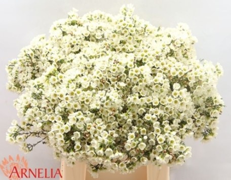 Flor Cera Hol. Marlene 40cm 35gr Bl. "T25"