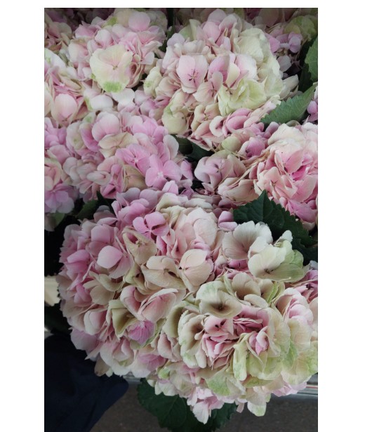 Hortensia Hol. Verena Classic 70cm 22/24 Bic.