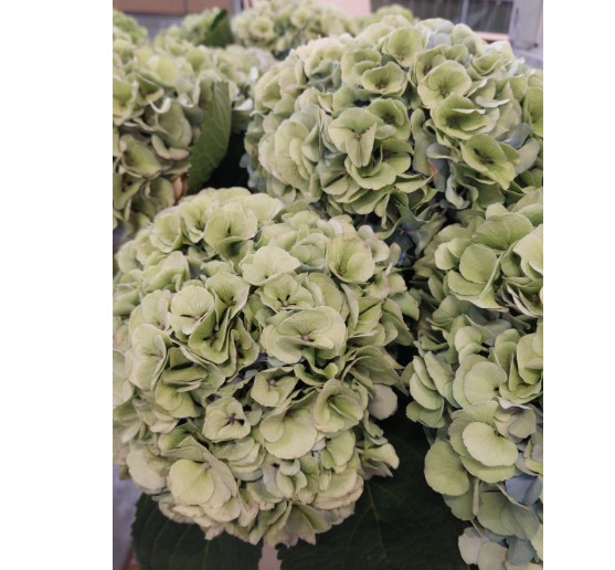 Hortensia Hol. My Heaven Clasic 80cm 20/22cm