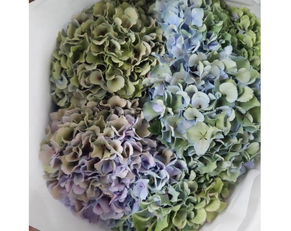 Hortensia Hol. Roy Pride Cl 60cm 18/20 Bic.