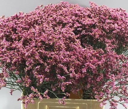 Limonium Hol. Sensy Pink Beauty 70cm 25gr "T25"