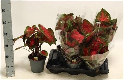 P. Caladium Fast Flash 17/40cm x6