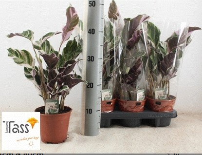 P. Calathea Fusion White 14/40cm x8