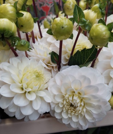Dalia Hol. White Isa 50cm "CC40"