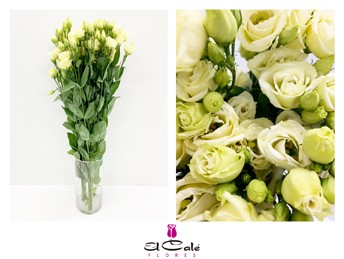 Lisiantus Hol. Rosi Yellow 70cm 55gr