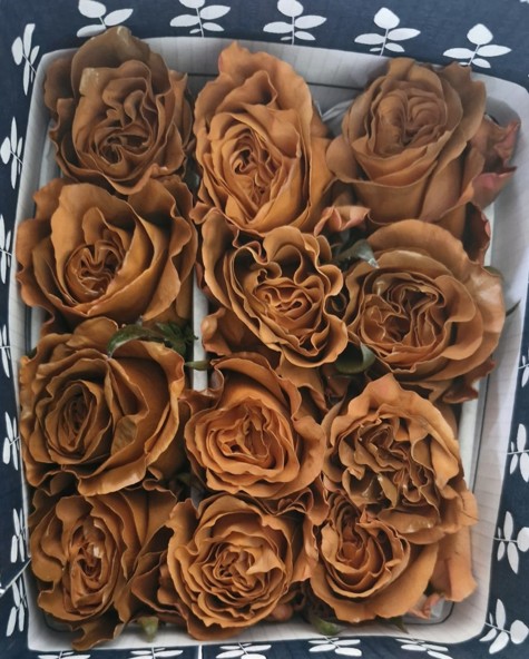 Rosa Ecu. Tintada Toffee 50cm