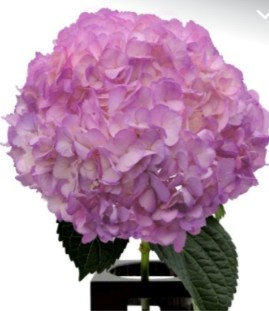 Hortensia Premium Tint. Raspberry 60cm 17/18