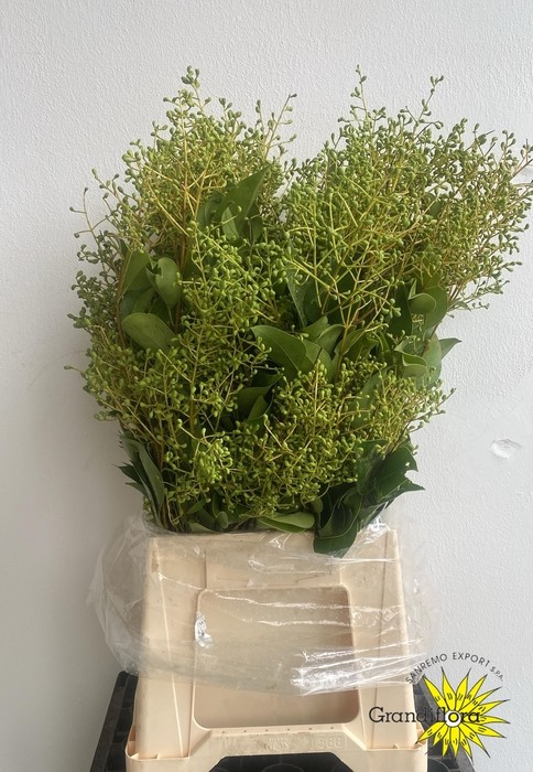 Ligustrum Italia 60cm 250gr