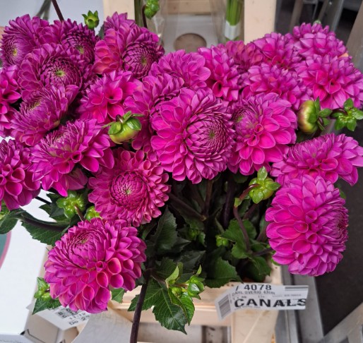 Dalia Hol. Overig Fucsia 45cm "CC30"