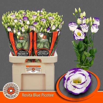Lisiantus Hol. Rosi Blue Picotte 70cm 55gr "Waalzicht"