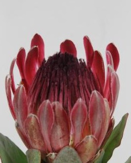 Protea Sharonet 70cm