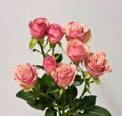 Ramificada Destini 60cm