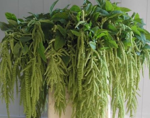 Amaranthus Hol. Ca Viridis 75cm Vd