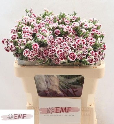 Clavel Hol. Mini Raffine Saba 55cm