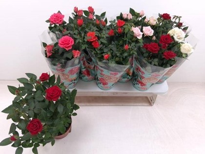 P. Rosal Fav Ro Mixto 5srt 10.5/30cm "CC12"