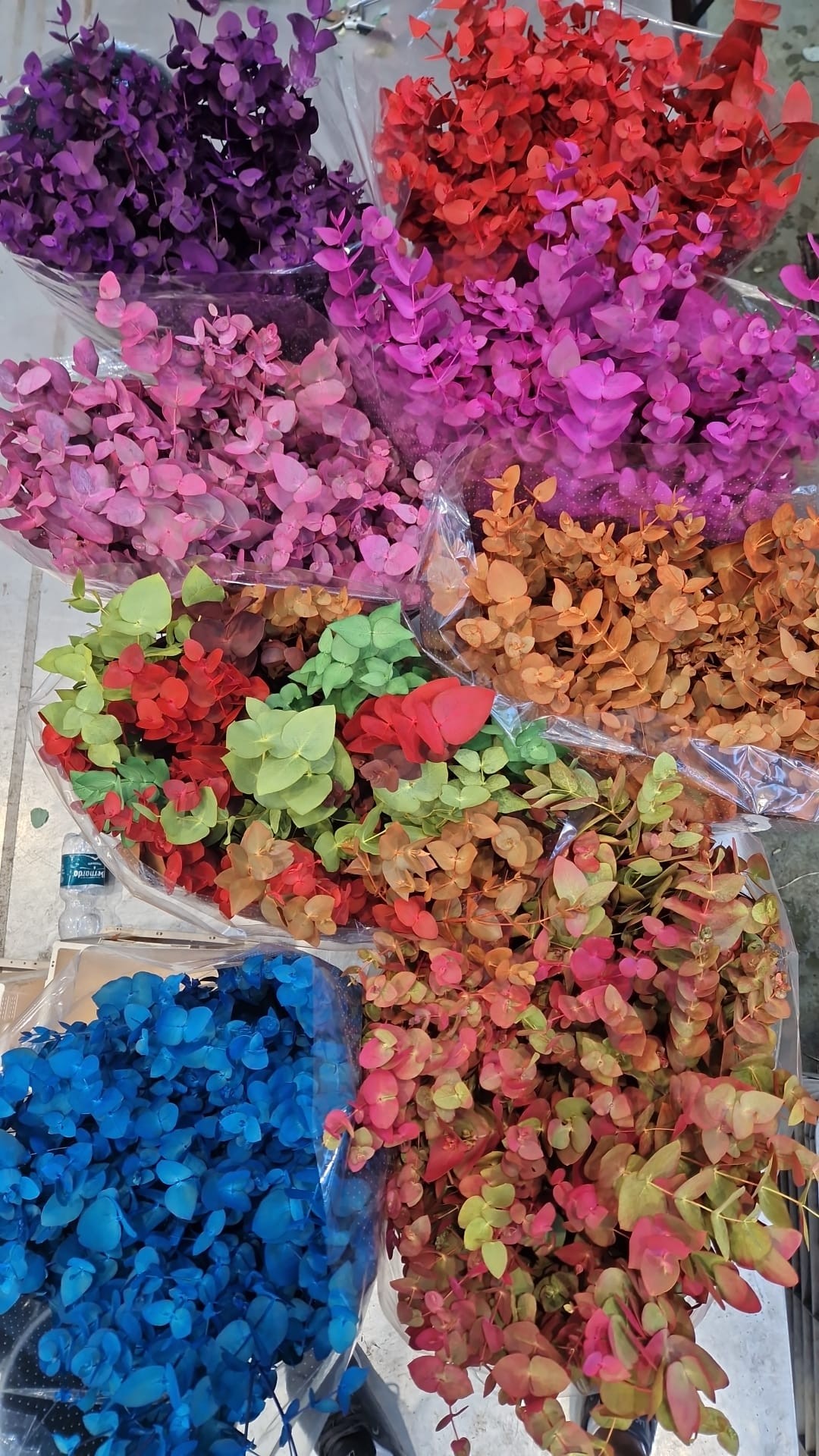 Eucalipto Cinerea Pintado "200gr" Otoal