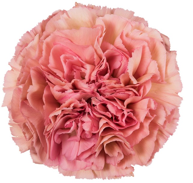 Clavel Col. Select Lege Pink "T25"