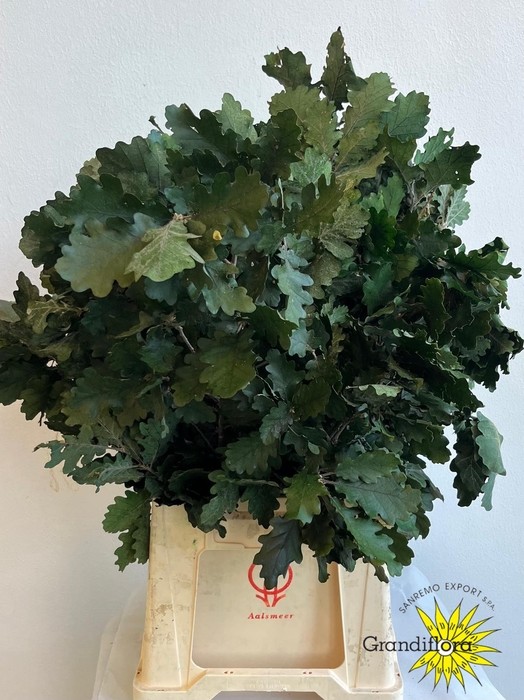 Roble Eichen Estabilizado Green 70cm 200gr