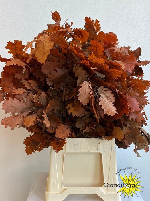 Roble Eichen Estabilizado Orange 70cm 200gr