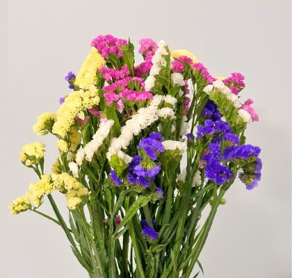 Statice Italia Harlekin 70cm "T25"