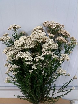 Flor de Arroz Ecu. Victoria White 50cm