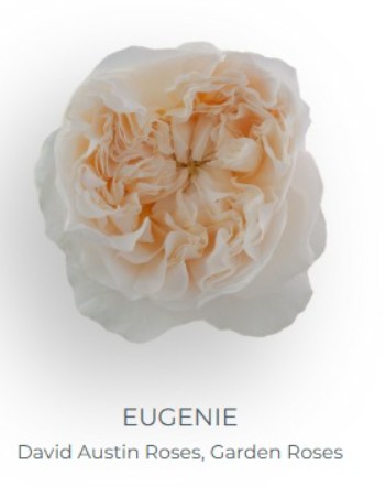 Rosa Ecu. Austin Eugine 50cm Cr.