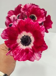 Anemona Ecu. Mistral Tigre 30cm Bic.