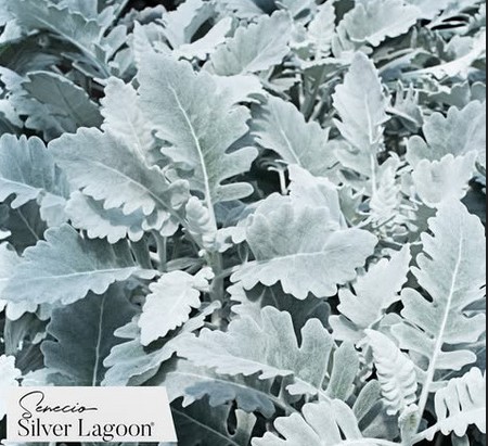 Senecio Silver Lagoon 50cm