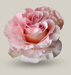 Rosa Ecu. Powder Puff 70cm