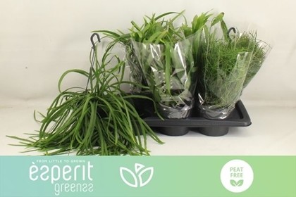 P. Rhipsalis Mix. 17/25cm x6