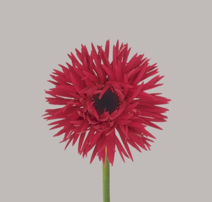 Gerbera Mini Hol. Gerspider Punki Arthur "T20"