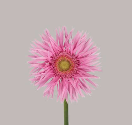 Gerbera Mini Hol. Gerspider Punki May