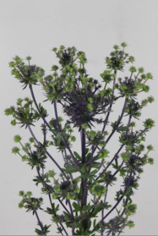 Eryngium Hol. Mag. Purple Stars 40cm