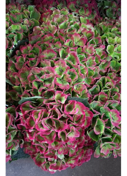 Hortensia Hol. Amethyst Classic 65cm 18/20