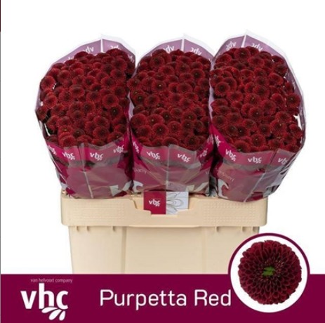 Santini Purpetta Red 1100gr "T25" Gra.