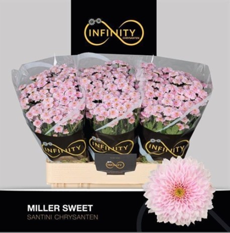 Santini Miller Sweet 1000gr "T25"