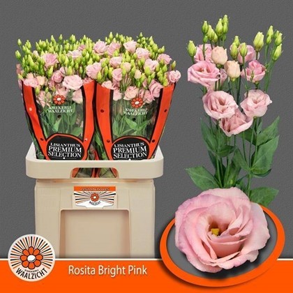 Lisiantus Hol. Rosita Bright Pink 70cm 55gr "Waalzicht"