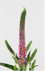 Veronica Smart Iselle 50cm "T25" Rs.