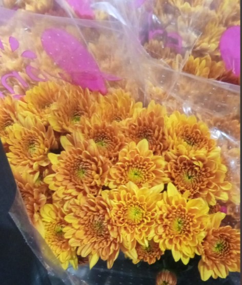 Margarita Col. C. Bronze Sunshine