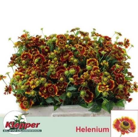 Helen Fiesta 50cm