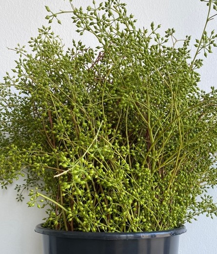 Exotica Berries Italia 70cm 250gr