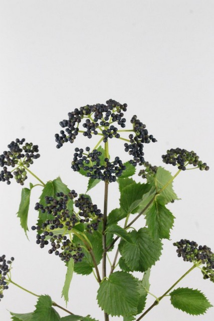Viburnum Blue berry  55cm