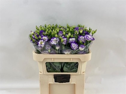 Lisiantus Italia Arena Picotee Blue 70cm