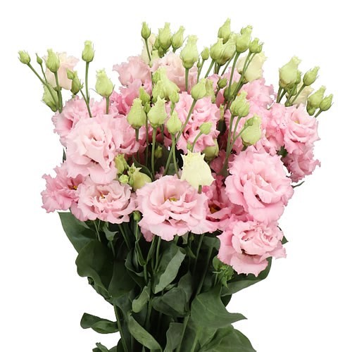 Lisiantus Italia Celeb Pink 70cm
