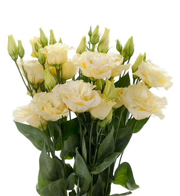Lisiantus Italia Rosita Yellow 70cm